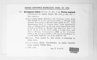 Uromyces viciae-fabae image